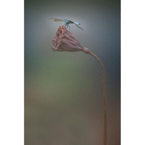 Summer Black Modern Wood Framed Art Print with Double Matting by Lu, Linda