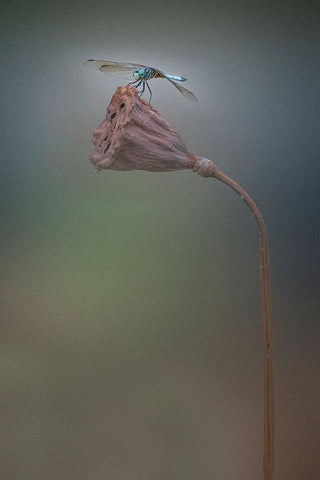 Summer White Modern Wood Framed Art Print with Double Matting by Lu, Linda