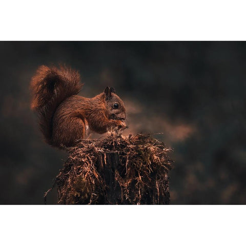 Dark Forest Black Modern Wood Framed Art Print by J Ter, Gert