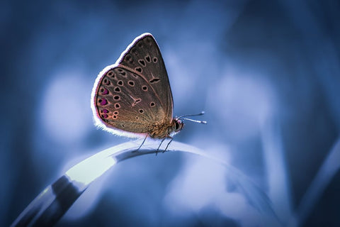 Untitled Black Ornate Wood Framed Art Print with Double Matting by Selezenev, Konstantin