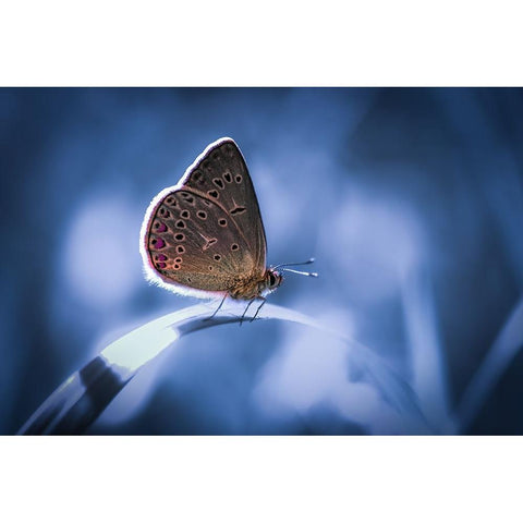 Untitled Black Modern Wood Framed Art Print with Double Matting by Selezenev, Konstantin