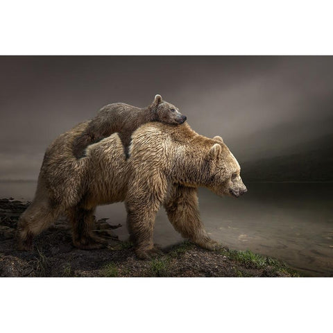 Babybear Black Modern Wood Framed Art Print with Double Matting by Egger, Marcel