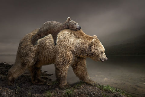 Babybear Black Ornate Wood Framed Art Print with Double Matting by Egger, Marcel