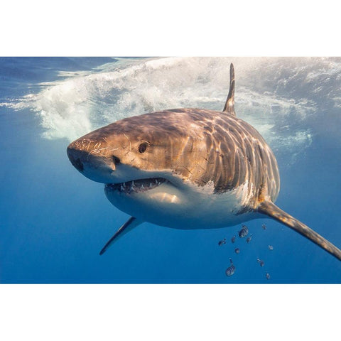 Great White Black Modern Wood Framed Art Print with Double Matting by Rebro, Marcel