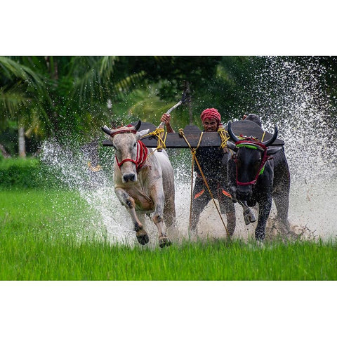 Moichara Cattle Race FestIVal White Modern Wood Framed Art Print by Biswas, Kuntal