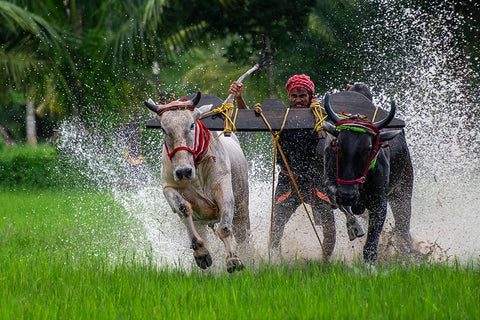 Moichara Cattle Race FestIVal White Modern Wood Framed Art Print with Double Matting by Biswas, Kuntal