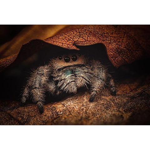 Phidippus Regius White Modern Wood Framed Art Print by Rozehnal, Jan