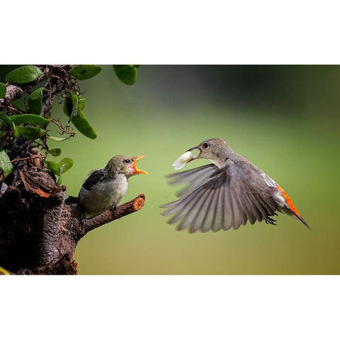 I Am Coming Gold Ornate Wood Framed Art Print with Double Matting by Muliani Hartojo, Angela