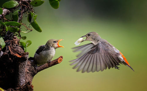 I Am Coming Black Ornate Wood Framed Art Print with Double Matting by Muliani Hartojo, Angela