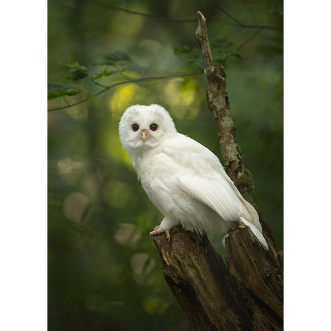 Fairy Black Modern Wood Framed Art Print with Double Matting by Xu, Tony