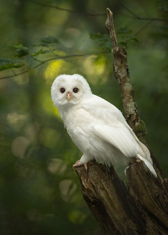 Fairy White Modern Wood Framed Art Print with Double Matting by Xu, Tony