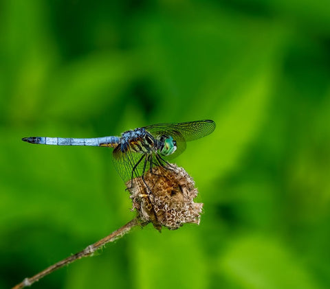 Blue Dasher Dragonfly White Modern Wood Framed Art Print with Double Matting by Haddix, Steven