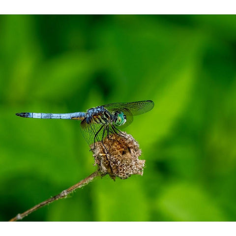 Blue Dasher Dragonfly White Modern Wood Framed Art Print by Haddix, Steven