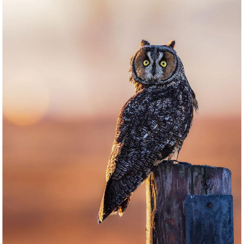 Good Morning Black Modern Wood Framed Art Print with Double Matting by Taksing