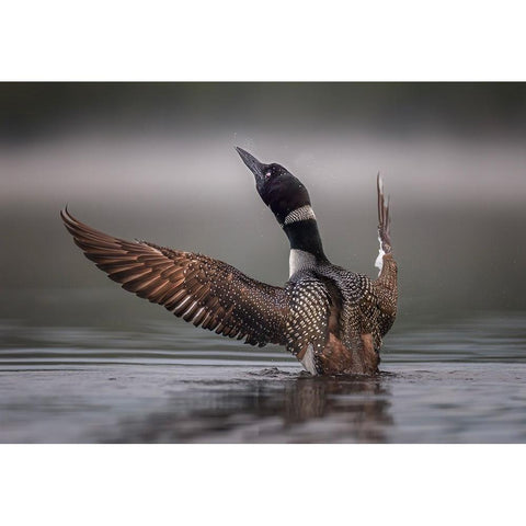 Splash White Modern Wood Framed Art Print by Dan, Kai