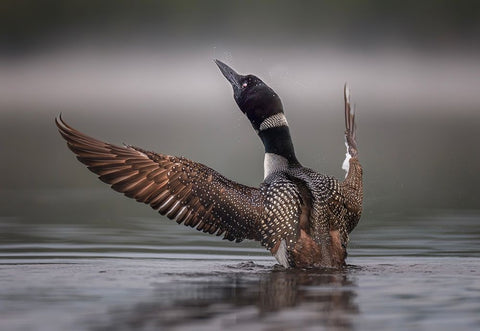 Splash Black Ornate Wood Framed Art Print with Double Matting by Dan, Kai