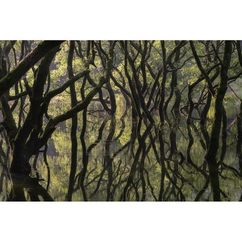 Sunken Forest Black Modern Wood Framed Art Print by Irie, Ryohei