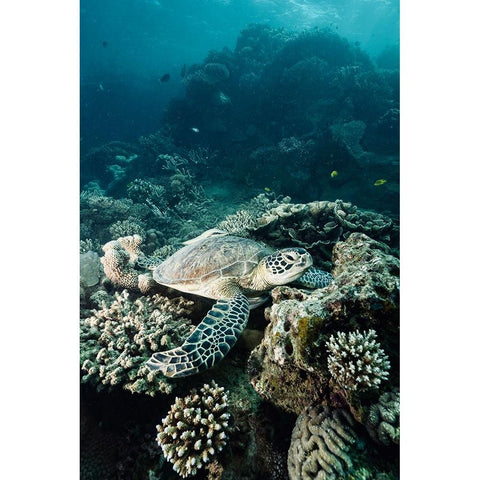 Life Of The Deep Gold Ornate Wood Framed Art Print with Double Matting by Melesan, Serge