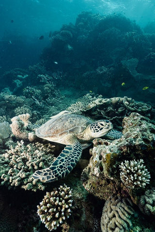 Life Of The Deep Black Ornate Wood Framed Art Print with Double Matting by Melesan, Serge