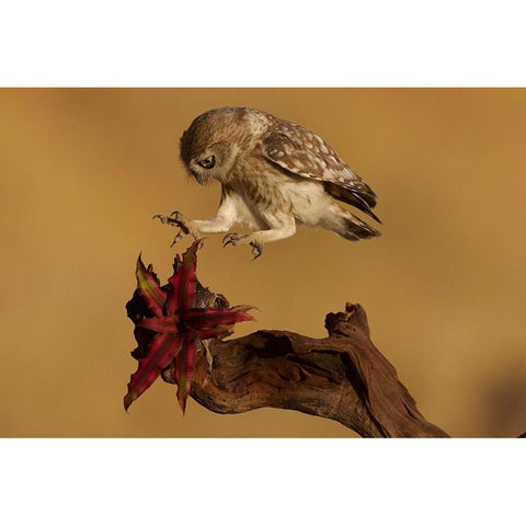 Little Owl White Modern Wood Framed Art Print by Manusevich, David