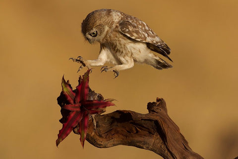 Little Owl White Modern Wood Framed Art Print with Double Matting by Manusevich, David