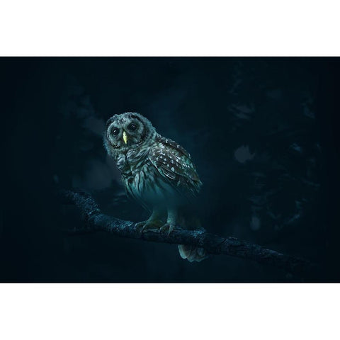 Gazing Black Modern Wood Framed Art Print by Li, Rob