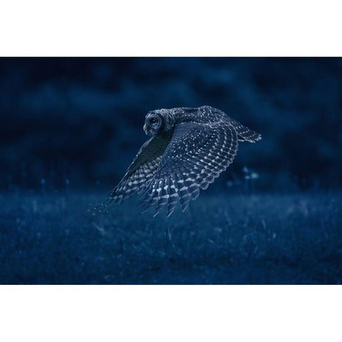 Night Patrol White Modern Wood Framed Art Print by Li, Rob