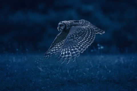 Night Patrol White Modern Wood Framed Art Print with Double Matting by Li, Rob