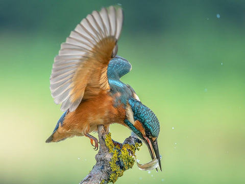 Untitled White Modern Wood Framed Art Print with Double Matting by S., Damian