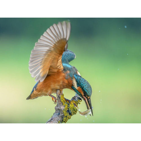 Untitled White Modern Wood Framed Art Print by S., Damian