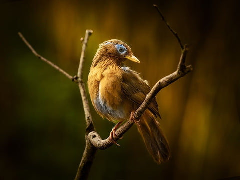 Beautiful Costume Black Ornate Wood Framed Art Print with Double Matting by Hirai, Takiko