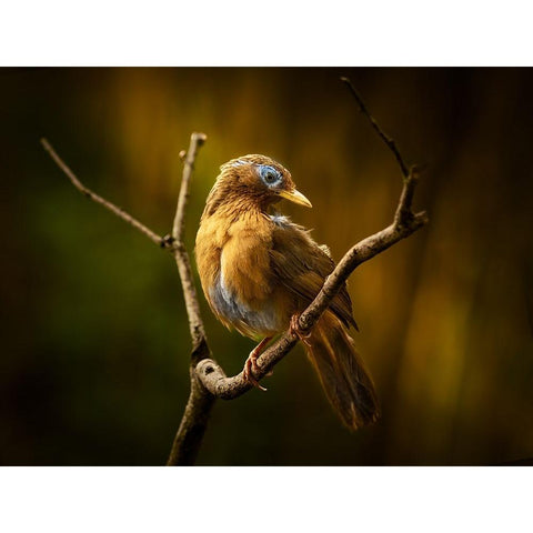 Beautiful Costume Black Modern Wood Framed Art Print with Double Matting by Hirai, Takiko