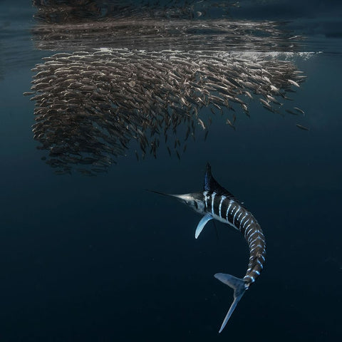 Charging Into Bait-Ball White Modern Wood Framed Art Print with Double Matting by Lu, Jennifer