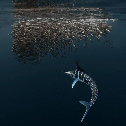 Charging Into Bait-Ball Black Modern Wood Framed Art Print by Lu, Jennifer