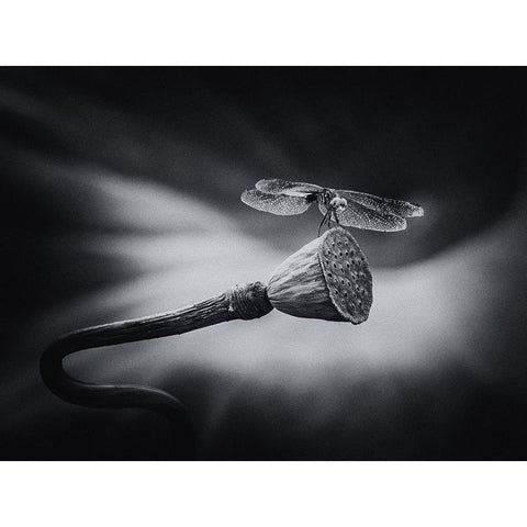 Summer Joy White Modern Wood Framed Art Print by Zhang, Xiaohong