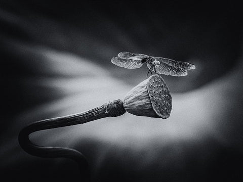 Summer Joy White Modern Wood Framed Art Print with Double Matting by Zhang, Xiaohong