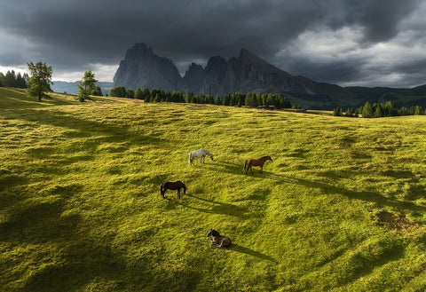 Horses in the Dolomites Black Ornate Wood Framed Art Print with Double Matting by Krivec, Ales