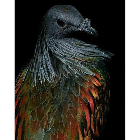 Nicobar Pigeon Black Modern Wood Framed Art Print with Double Matting by Lesica, Ivan