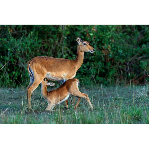 Feeding Time White Modern Wood Framed Art Print by Damico, Giuseppe