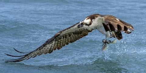 Splash Black Ornate Wood Framed Art Print with Double Matting by Fan, John