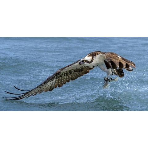 Splash Black Modern Wood Framed Art Print with Double Matting by Fan, John