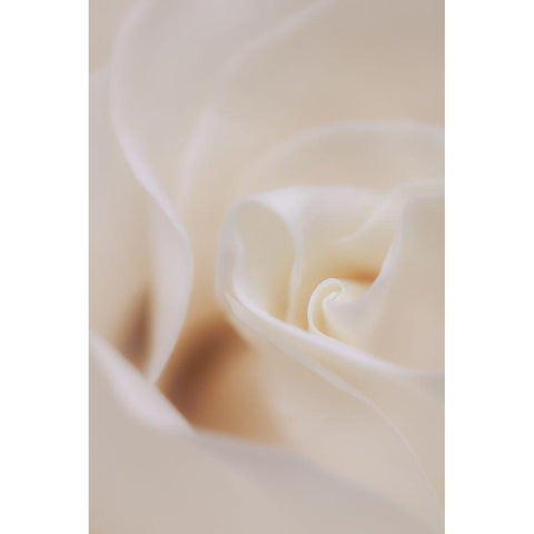 Soft Dreamy White Rose White Modern Wood Framed Art Print by Hblee