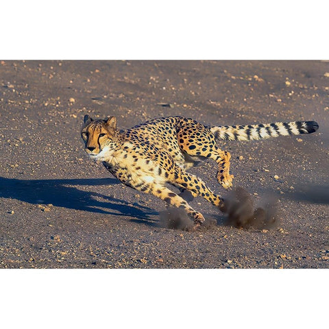 Cheetah White Modern Wood Framed Art Print by Huang, Johnson