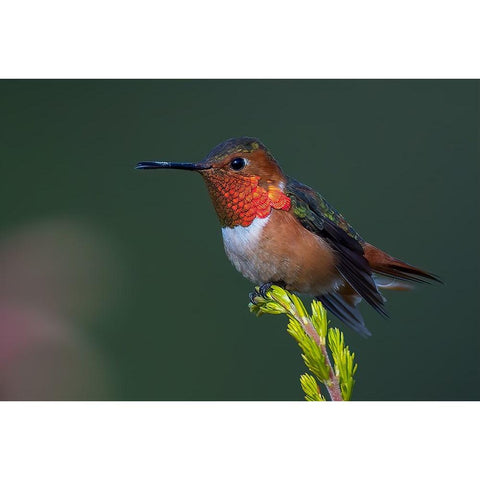 Hummingbird Black Modern Wood Framed Art Print with Double Matting by Huang, Johnson