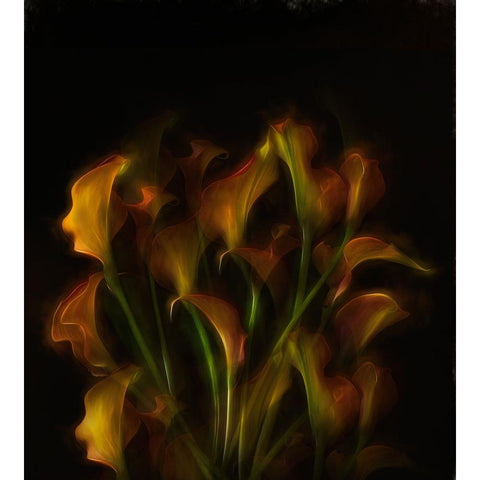 Flower Power. Black Modern Wood Framed Art Print with Double Matting by Dingemans, Saskia