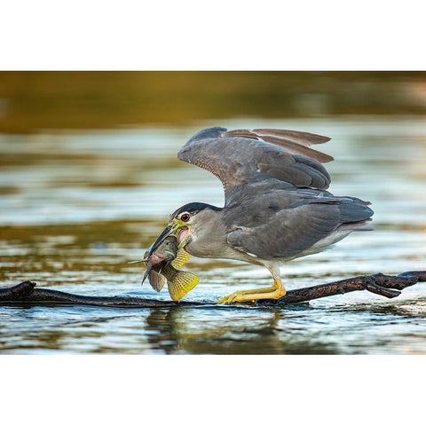 Black-Crowned Night Heron Black Modern Wood Framed Art Print with Double Matting by Frischoff, Noam