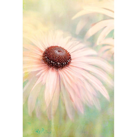 Peachy Black Modern Wood Framed Art Print with Double Matting by Parker, Jacky