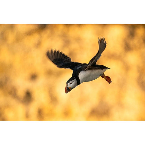 Puffin In Flight White Modern Wood Framed Art Print by Dolfing, Jan
