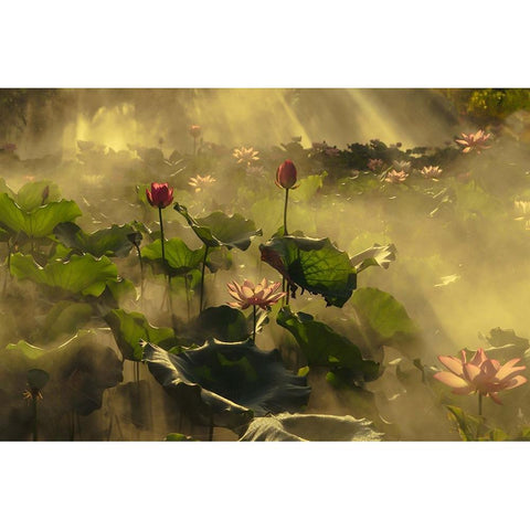 Summer lotus Black Modern Wood Framed Art Print with Double Matting by Shi, Mei