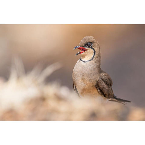 Red Lips.! Gold Ornate Wood Framed Art Print with Double Matting by Elkahlawi, Ahmed